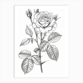 Roses Sketch 47 Art Print