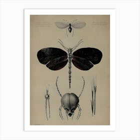 Dark Gothic Insects And Spiders Art Print