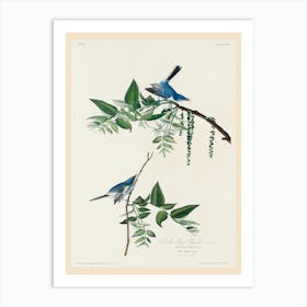 Blue Grey Fly Catcher , Birds Of America, John James Audubon Art Print
