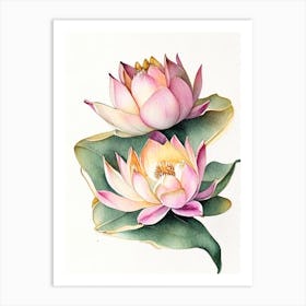 Double Lotus Watercolour Ink Pencil 2 Art Print