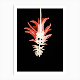 Coral Tree Flower Art Print