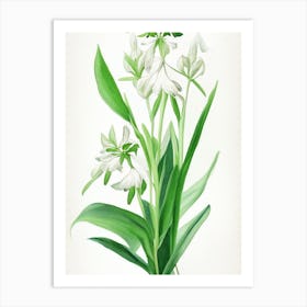 Solomon's Seal Wildflower Watercolour 2 Art Print