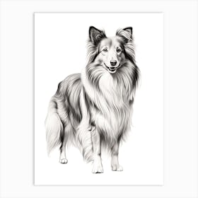 Shetland Sheepdog Dog, Line Drawing 4 Art Print