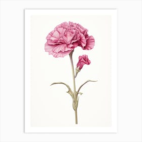 Carnations Flower Vintage Botanical 3 Art Print
