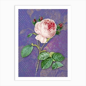Vintage Centifolia Roses Botanical Illustration on Veri Peri Art Print