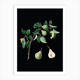 Vintage Pear Botanical Illustration on Solid Black n.0528 Art Print