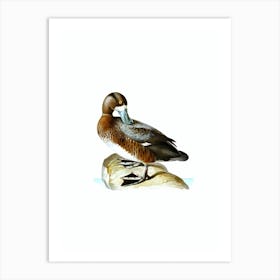 Vintage Greater Scaup Bird Illustration on Pure White n.0008 Art Print