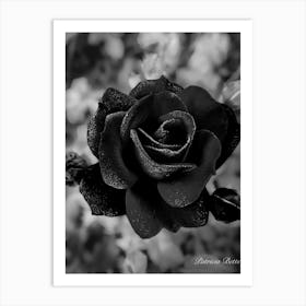 Black Rose Poster