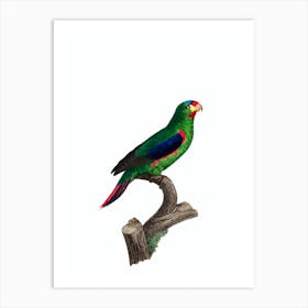 Vintage Swift Parrot Bird Illustration on Pure White Art Print