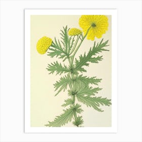 Tansy Herb Pencil Colour 2 Art Print