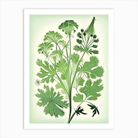 Chervil Herb Vintage Botanical Art Print