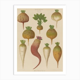 Beets 6 Art Print