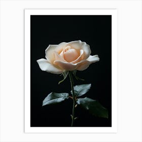 Single Rose On Black Background 60 Art Print