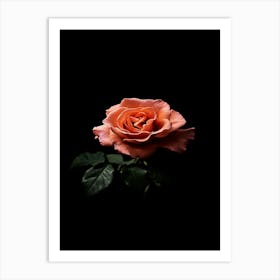 Single Rose On Black Background 1 Art Print