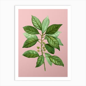 Vintage Redbay Botanical on Soft Pink n.0178 Art Print