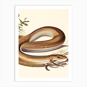 Coastal Taipan Snake 1 Vintage Art Print
