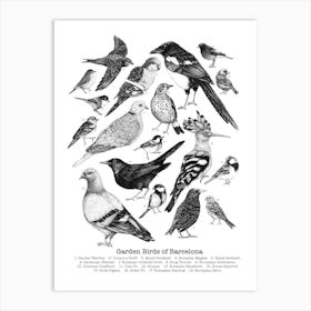 Garden Birds Of Barcelona In Black And White Ink Art Print