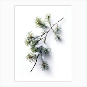 Pine Branch Covered in Snow 4 Art Print