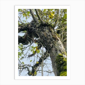 Mossy Tree 1 Art Print