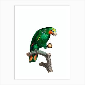 Vintage Orange Winged Amazon Parrot Bird Illustration on Pure White n.0002 Art Print