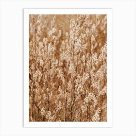 Brown Wheat Art Print