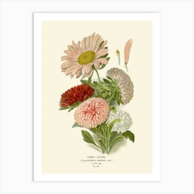 Chrysanthemums 3 Art Print