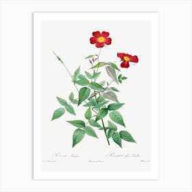 Rosa Indica, Pierre Joseph Redoute 1 Art Print