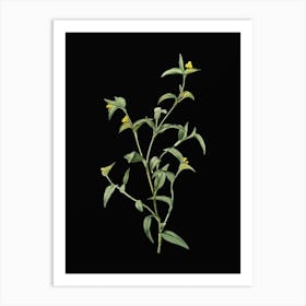 Vintage Commelina Africana Botanical Illustration on Solid Black n.0045 Art Print