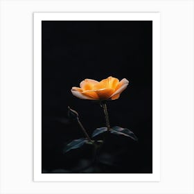 Single Rose 19 Art Print