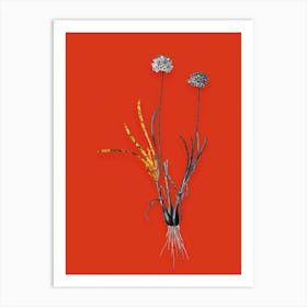 Vintage Allium Carolinianum Black and White Gold Leaf Floral Art on Tomato Red n.0958 Art Print