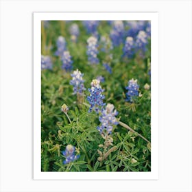 Texas Bluebonnet Field III on Film Art Print