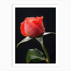 Red Rose Isolated On Black Background 1 Art Print