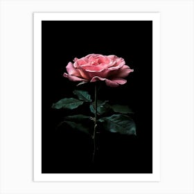 Pink Rose On Black Background 36 Art Print