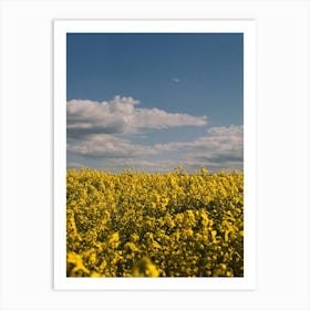 Yellow Canola Flower Field In South England Art Print