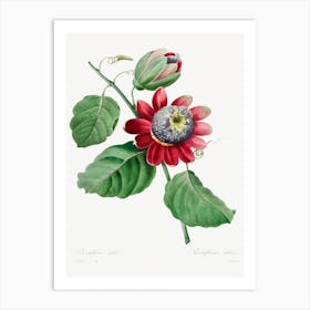 Passiflore Aile, Pierre Joseph Redouté Art Print