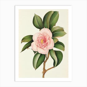 Camellia Vintage Botanical 3 Flower Art Print
