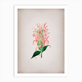 Vintage Justicia Carnea Flower Botanical on Parchment n.0867 Art Print