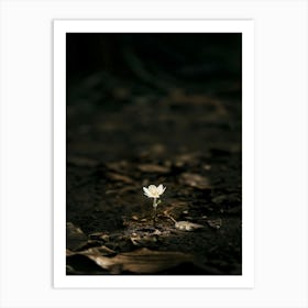 Single Flower In The Dark 98 Art Print