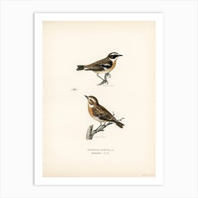 Whinchat, The Von Wright Brothers Art Print