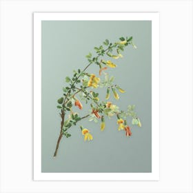 Vintage Caragana Sinica Botanical Art on Mint Green n.0436 Art Print