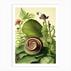 Brown Garden Snail Botanical Art Print
