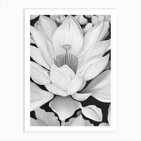 Lotus B&W Pencil 3 Flower Art Print