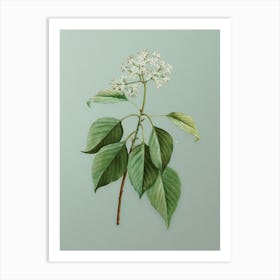 Vintage Pagoda Dogwood Botanical Art on Mint Green n.0489 Art Print