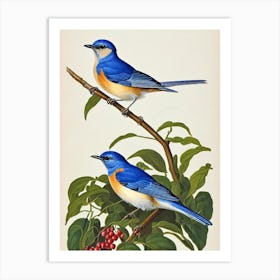 Bluebird James Audubon Vintage Style Bird Art Print
