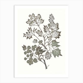 Hawthorn Herb William Morris Inspired Line Drawing 2 Art Print