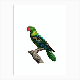 Vintage Great Billed Parrot Bird Illustration on Pure White Art Print