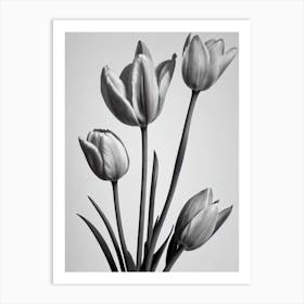 Tulips B&W Pencil 1 Flower Art Print