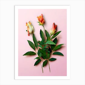 Flowers On A Pink Background 2 Art Print