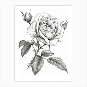 Roses Sketch 52 Art Print