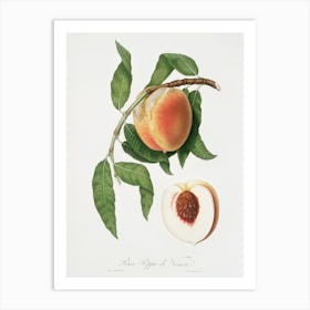 Peach (Persica Sativa) From Pomona Italiana (1817 1839), Giorgio Gallesio Art Print